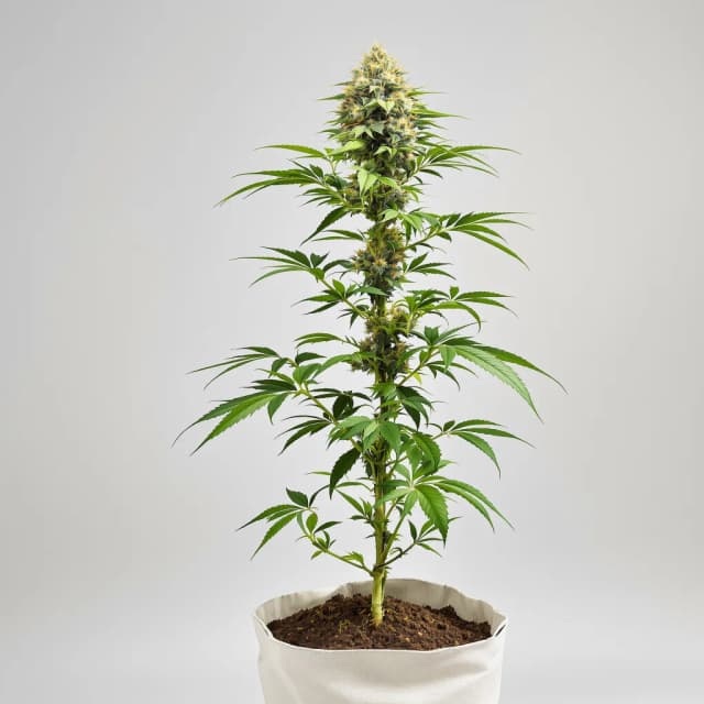 Emballage de graines de cannabis 303 OG — Royal King Seeds France