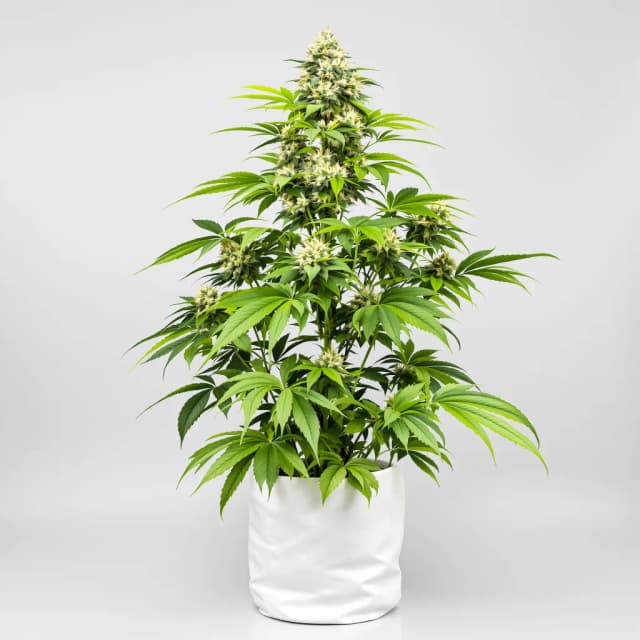 Emballage de graines de cannabis 3X Crazy — Royal King Seeds France