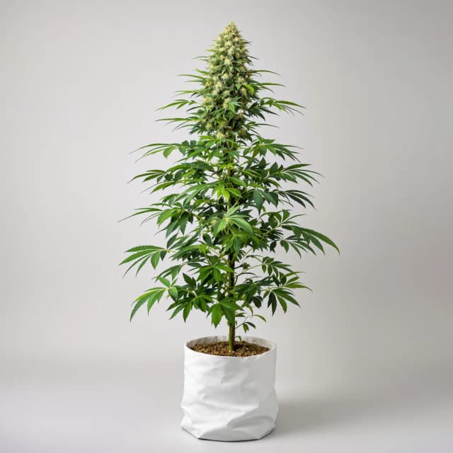 Emballage de graines de cannabis 98 Aloha White Widow — Royal King Seeds France
