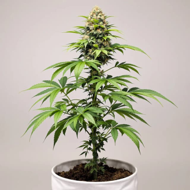 Emballage de graines de cannabis A-Train — Royal King Seeds France