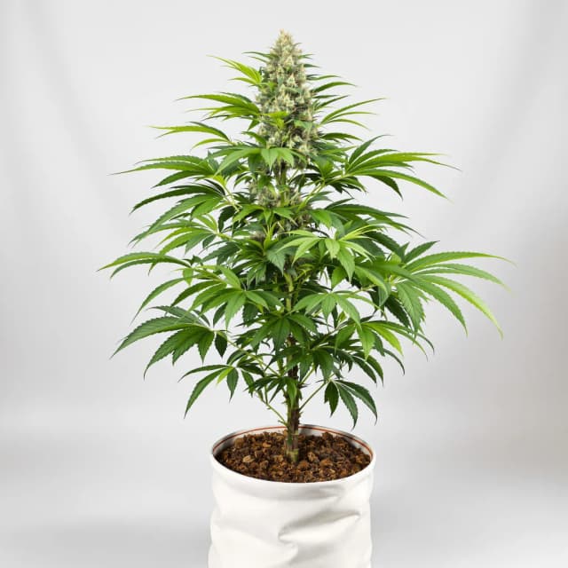 Emballage de graines de cannabis Abusive OG — Royal King Seeds France