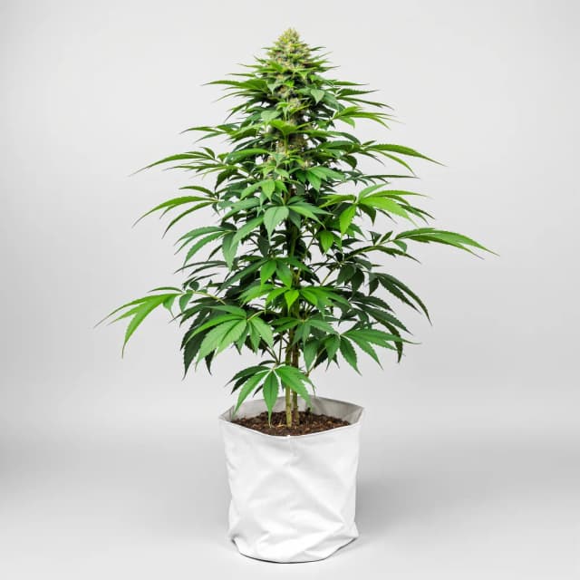 Emballage de graines de cannabis Afghan Kush — Royal King Seeds France