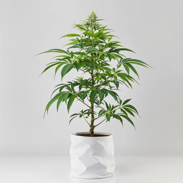 Emballage de graines de cannabis Afghan Skunk — Royal King Seeds France