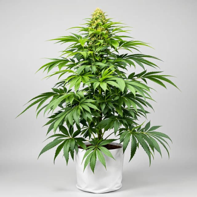 Emballage de graines de cannabis Afghani — Royal King Seeds France