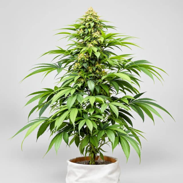 Emballage de graines de cannabis Afghani Bullrider — Royal King Seeds France