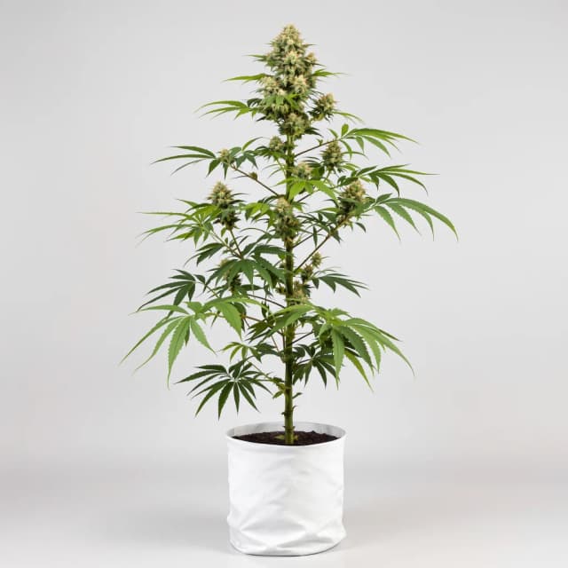 Emballage de graines de cannabis Agent Orange — Royal King Seeds France