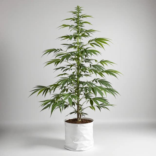 Emballage de graines de cannabis Agent Tangie — Royal King Seeds France