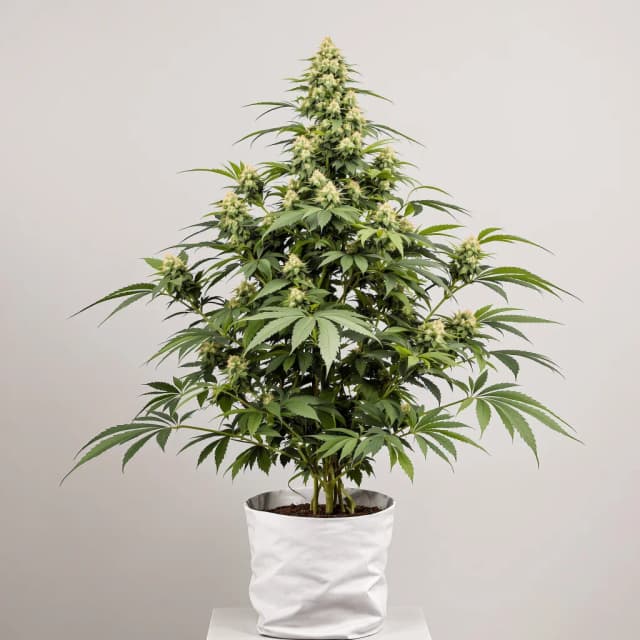 Emballage de graines de cannabis AK-48 — Royal King Seeds France