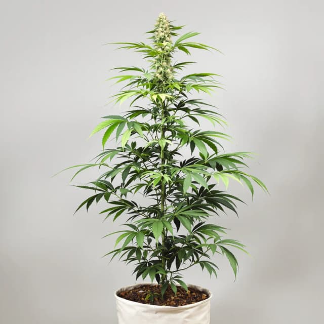 Emballage de graines de cannabis Alaskan Thunder Fuck — Royal King Seeds France