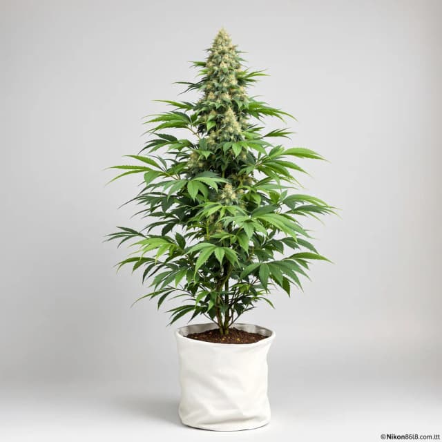 Emballage de graines de cannabis Alien Kush — Royal King Seeds France
