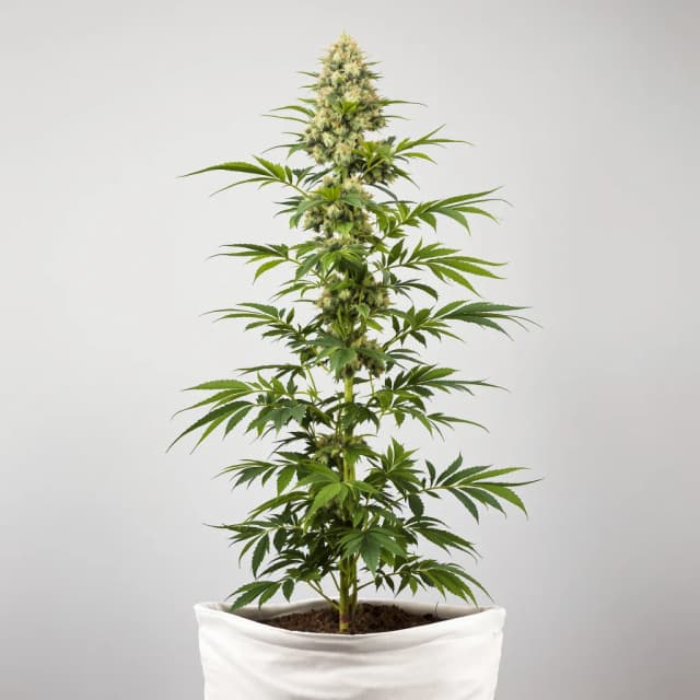 Emballage de graines de cannabis Alien OG — Royal King Seeds France