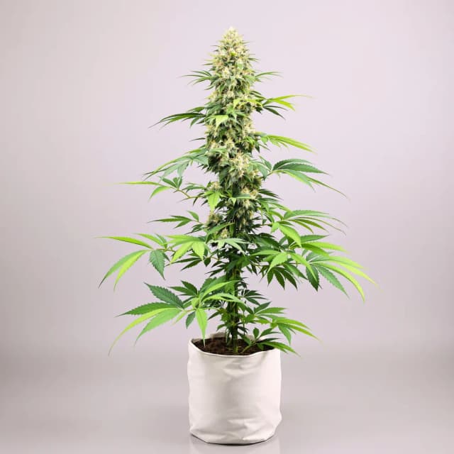 Emballage de graines de cannabis Alien Rock Candy — Royal King Seeds France
