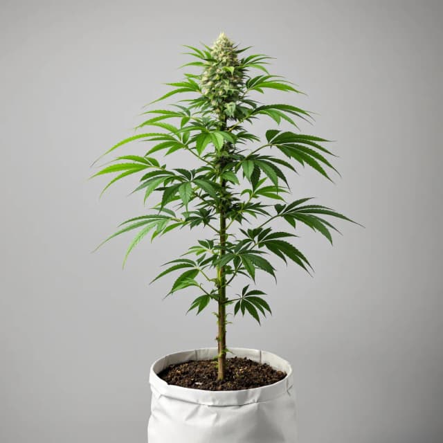 Emballage de graines de cannabis Alien Technology — Royal King Seeds France