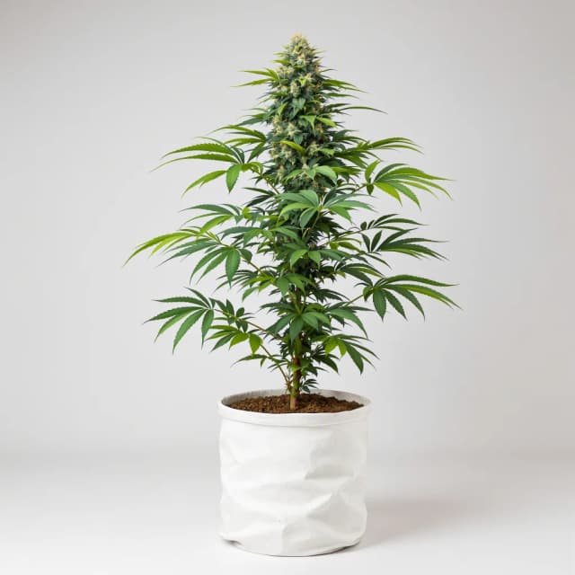 Emballage de graines de cannabis Aliens On Moonshine — Royal King Seeds France