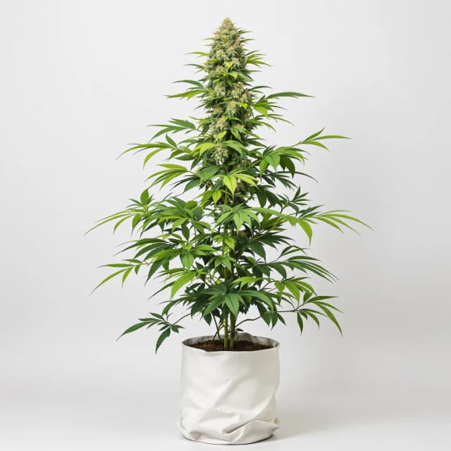 Emballage de graines de cannabis Alpine Blue — Royal King Seeds France