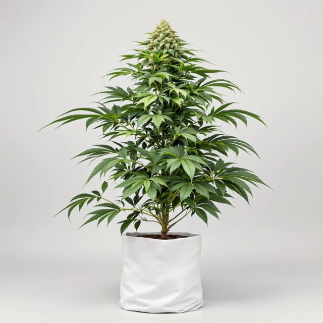 Emballage de graines de cannabis Amazonian — Royal King Seeds France
