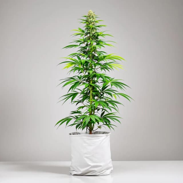 Emballage de graines de cannabis American Haze — Royal King Seeds France
