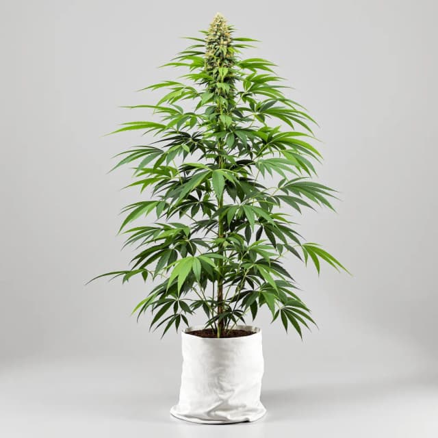 Emballage de graines de cannabis Amherst Diesel — Royal King Seeds France