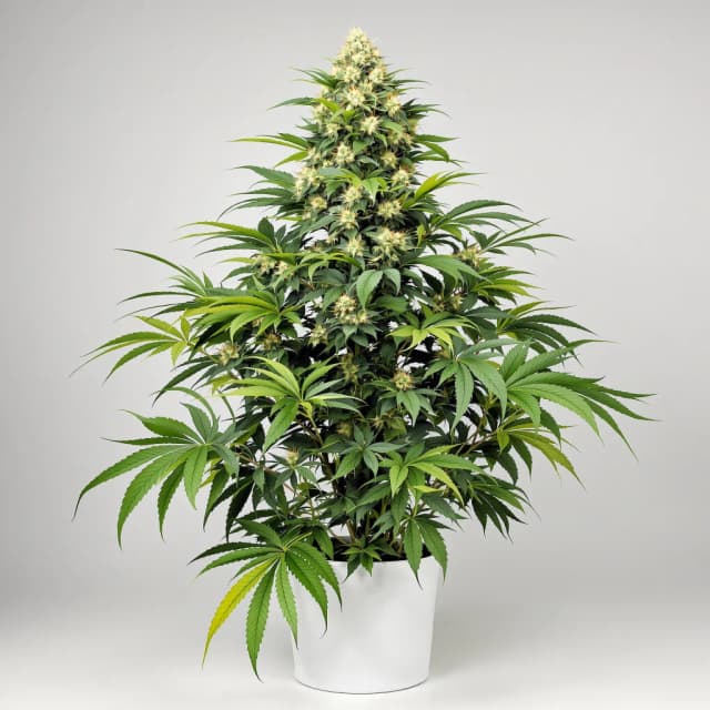 Emballage de graines de cannabis Angel OG — Royal King Seeds France
