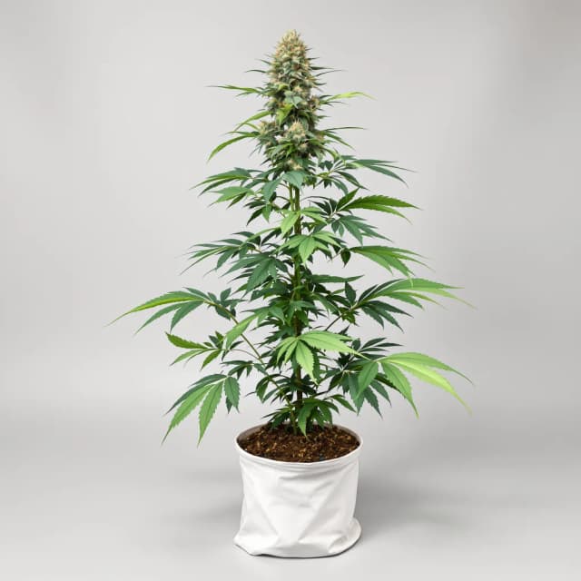 Emballage de graines de cannabis Anonymous OG — Royal King Seeds France