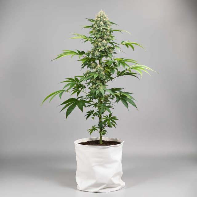 Emballage de graines de cannabis Apple Pie — Royal King Seeds France