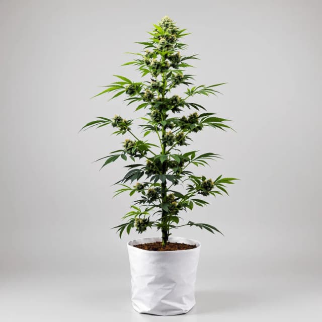 Emballage de graines de cannabis Apples and Bananas — Royal King Seeds France