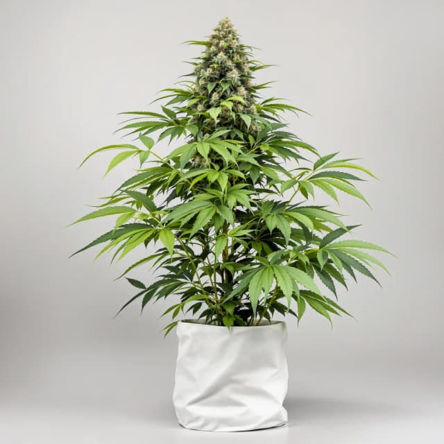 Emballage de graines de cannabis Avalon — Royal King Seeds France