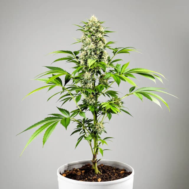 Emballage de graines de cannabis Avidekel CBD — Royal King Seeds France