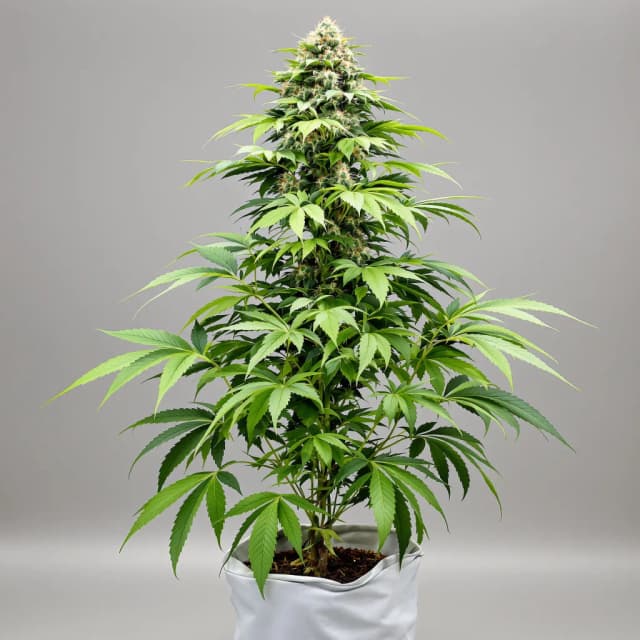 Emballage de graines de cannabis Banana Diesel — Royal King Seeds France