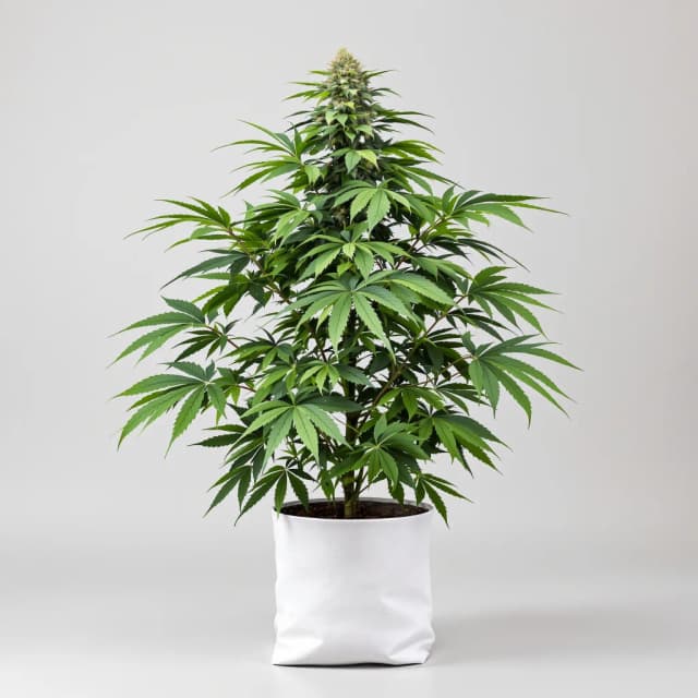 Emballage de graines de cannabis Banana OG — Royal King Seeds France