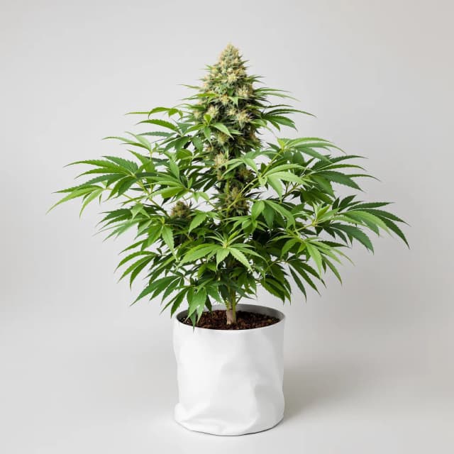 Emballage de graines de cannabis Bay Dream — Royal King Seeds France