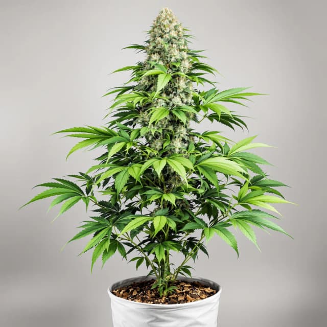 Emballage de graines de cannabis BCN Diesel CBD — Royal King Seeds France