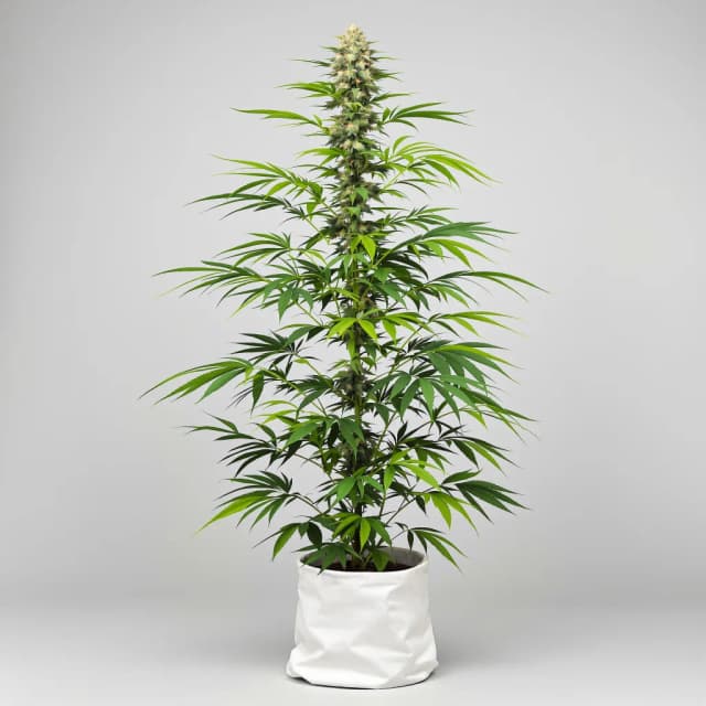 Emballage de graines de cannabis Berner's Cookies — Royal King Seeds France