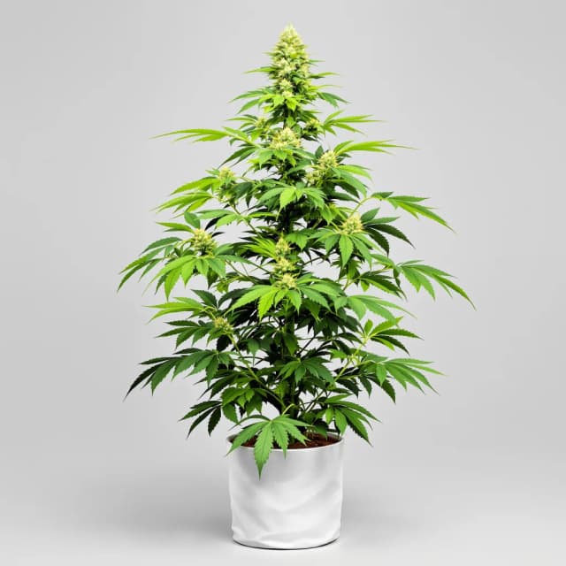 Emballage de graines de cannabis Big Bang — Royal King Seeds France