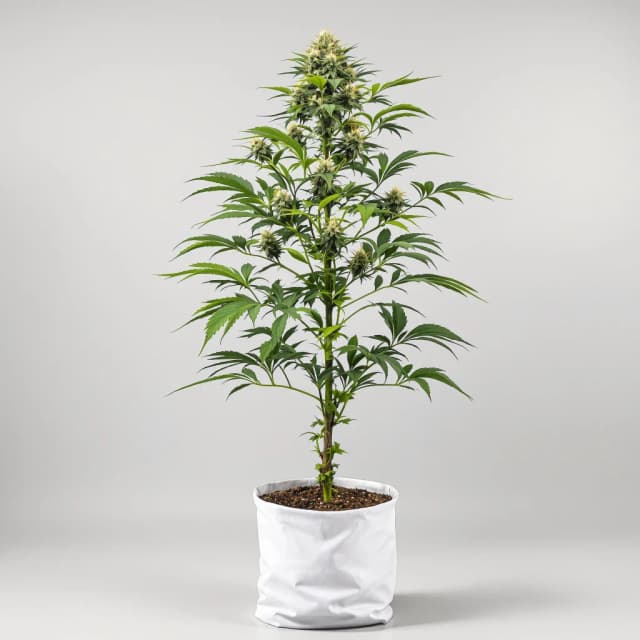 Emballage de graines de cannabis Big Blue — Royal King Seeds France