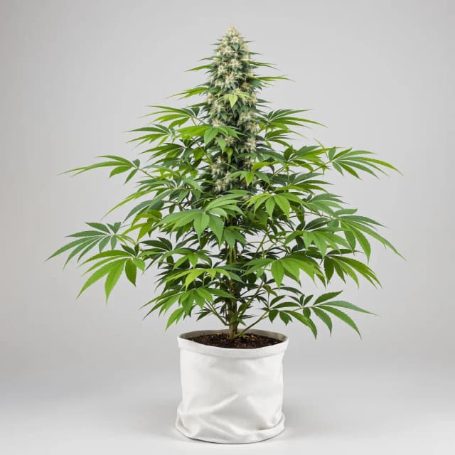 Emballage de graines de cannabis Big Bud — Royal King Seeds France