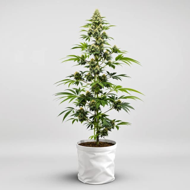 Emballage de graines de cannabis Big Buddha Cheese — Royal King Seeds France