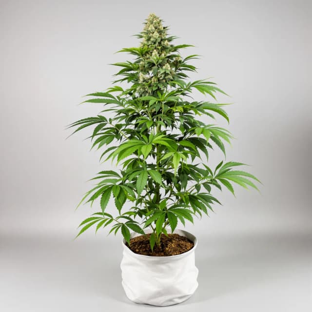 Emballage de graines de cannabis Blackberry Cream — Royal King Seeds France