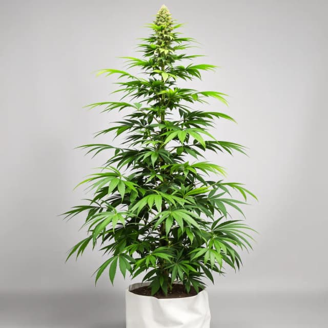 Emballage de graines de cannabis Blue Cinex — Royal King Seeds France
