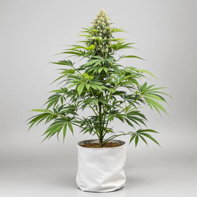 Emballage de graines de cannabis Blue Knight — Royal King Seeds France