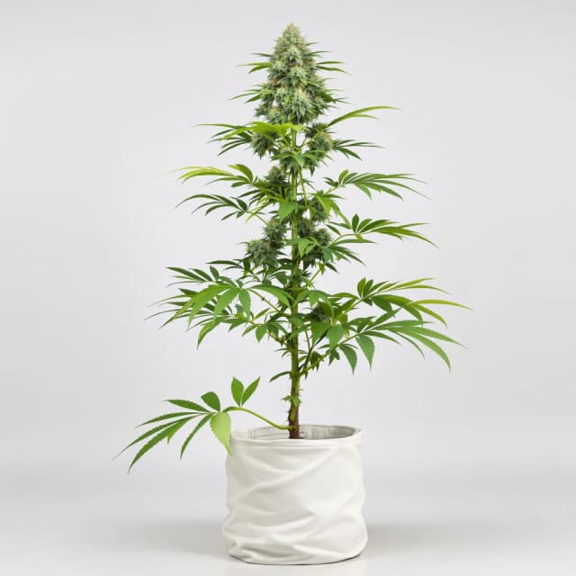 Emballage de graines de cannabis Blue Kush — Royal King Seeds France