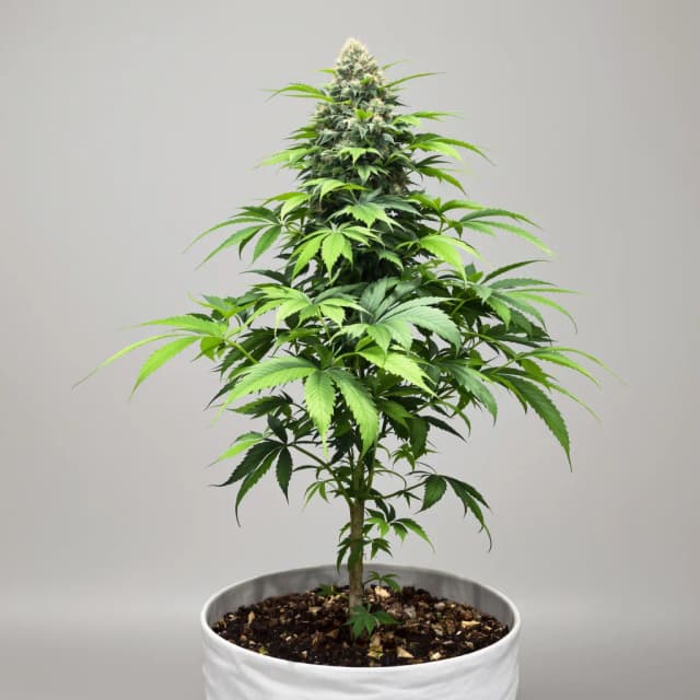 Emballage de graines de cannabis Blue Lights — Royal King Seeds France