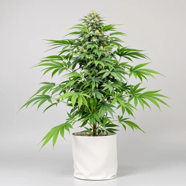Emballage de graines de cannabis Blue Ox — Royal King Seeds France