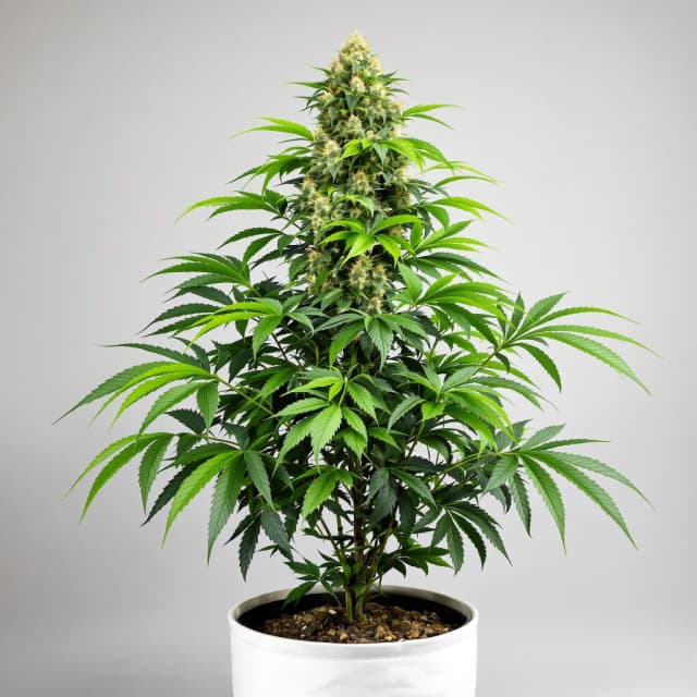Emballage de graines de cannabis Blue Ox — Royal King Seeds France