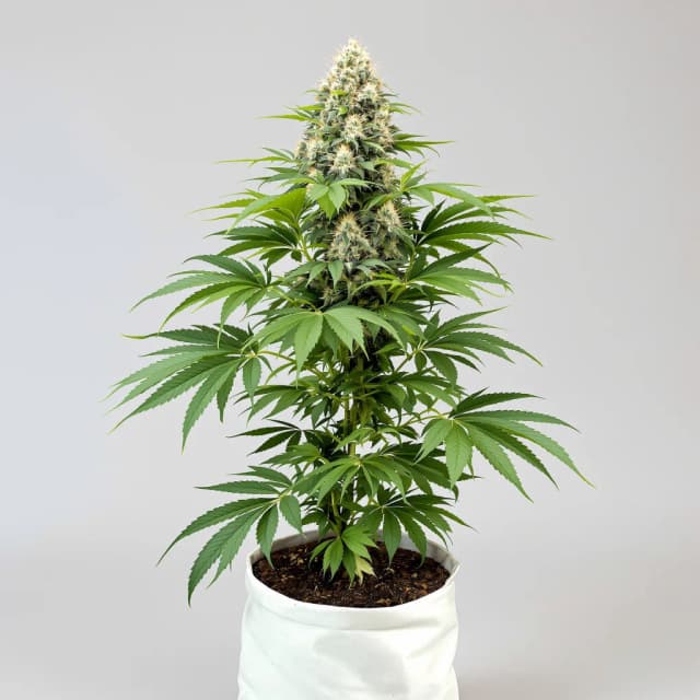 Emballage de graines de cannabis Blue Zombie — Royal King Seeds France