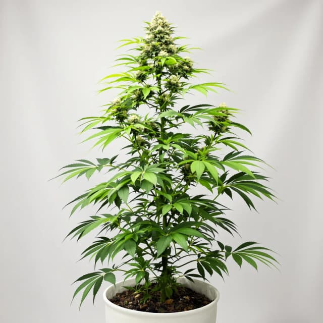 Emballage de graines de cannabis Blue Zushi — Royal King Seeds France