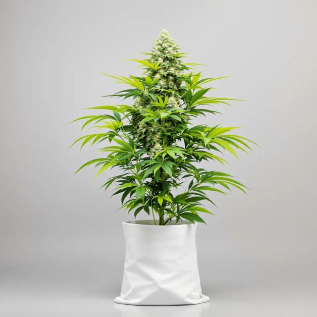 Emballage de graines de cannabis Blueberry Kush — Royal King Seeds France