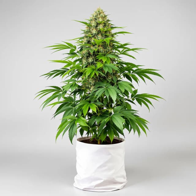 Emballage de graines de cannabis Blueberry Waltz — Royal King Seeds France