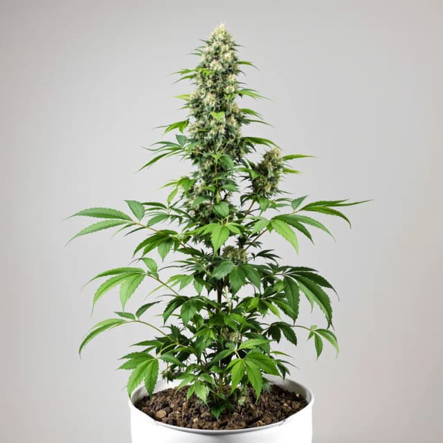 Emballage de graines de cannabis Bruce Banner — Royal King Seeds France