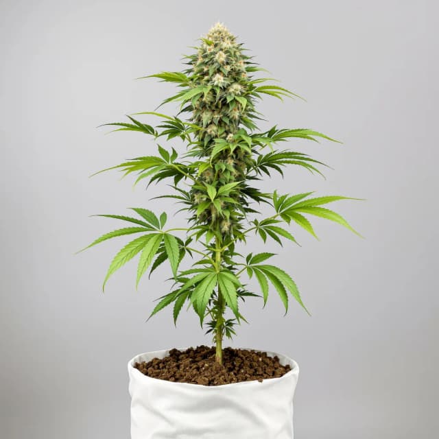 Emballage de graines de cannabis Bubba Kush — Royal King Seeds France